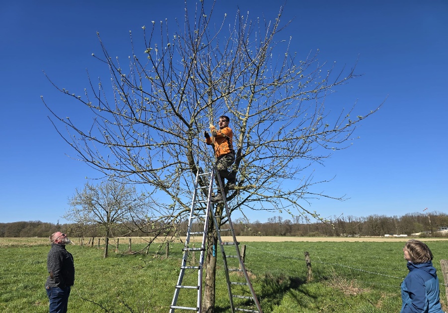 Pflege eines Obstbaumes im Rahmen des Biotopschutzes