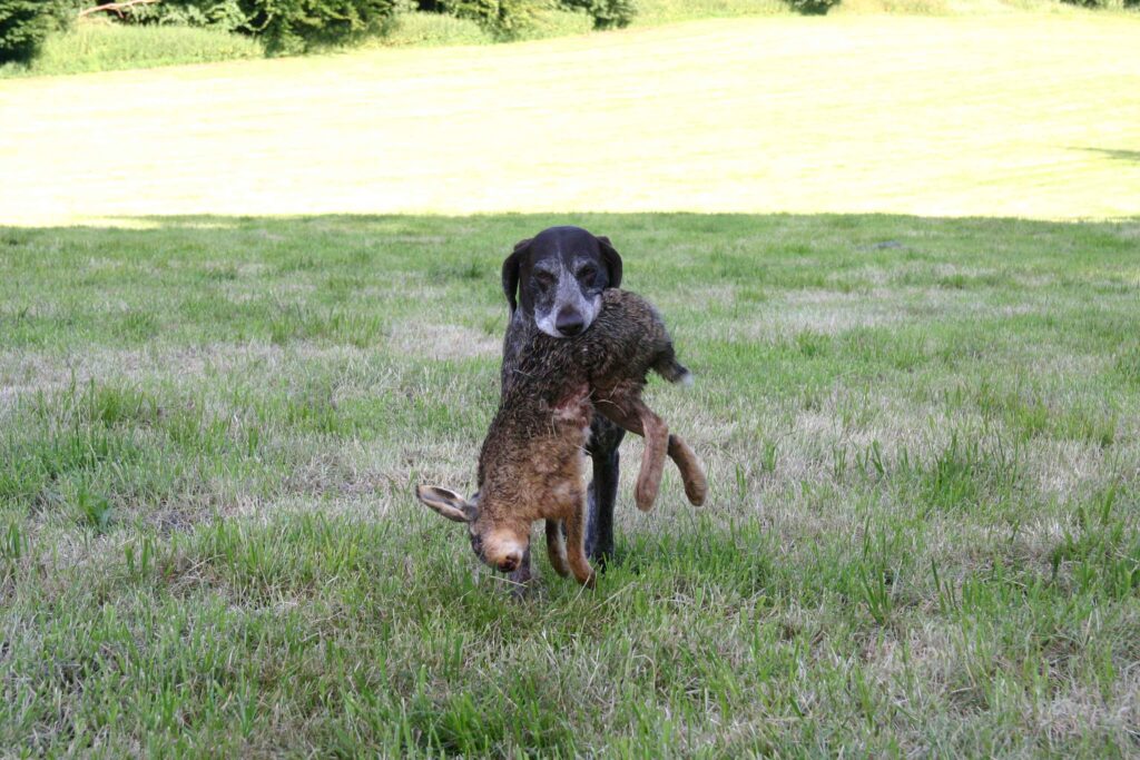 Jagdhund bei der Arbeit im Revier