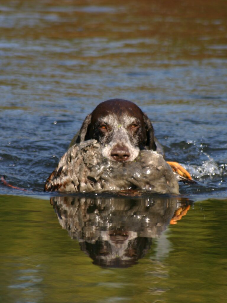 Jagdhund im Wasser – Fachbereich Hundewesen